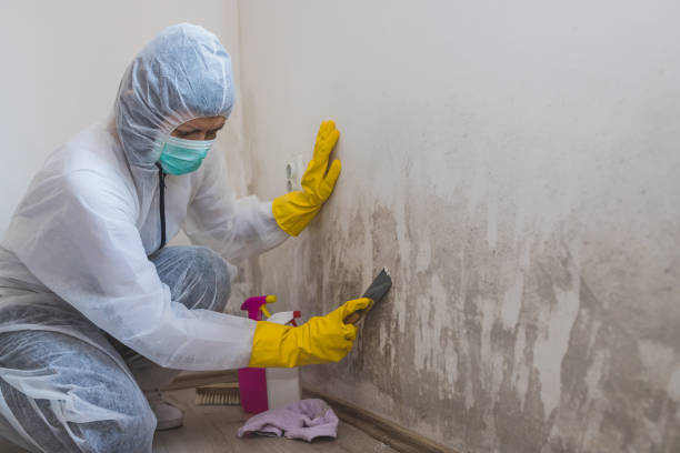 Professional Mold Remediation in Belzoni, MS